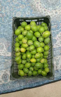 سلام لیمو ترش خارگی درشت برا فروش