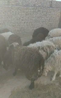 بره کشتاری