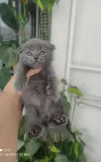 گربه