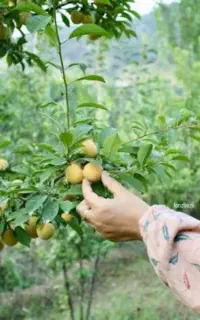باغبانی ودرختکاری