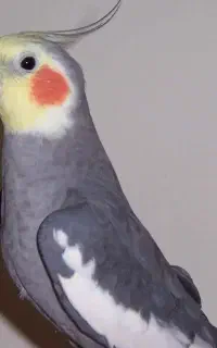 عروس هلندی نر