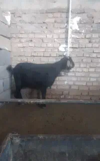 فرش