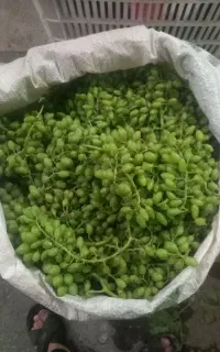 غوره عسگری و آبغوره آماده