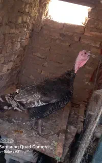 بوقلمون ماده