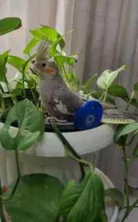 جوجه عروس هلندی