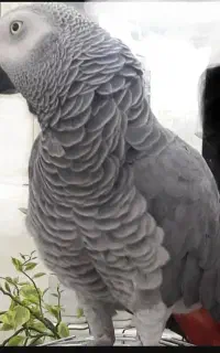 کاسکو گمشده