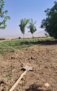 گندم