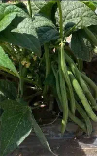 لوبیا سبز گوشتی