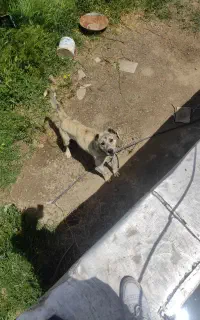 سگ نگهبان