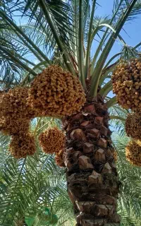 برحی جراحی