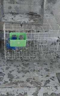 قفس جف کن  کبوتر
