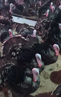 بوقلمون بزرگه گوشتی و جوجه