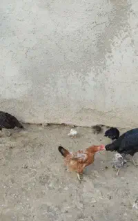 بوقلمون
