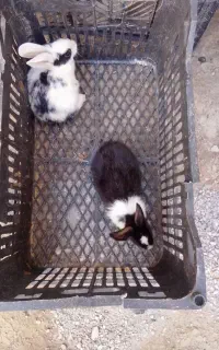 خرگوش