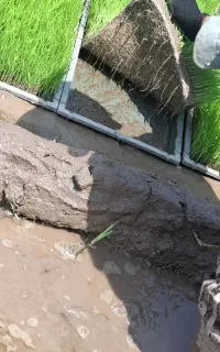 باکس نشا هاشمی