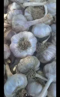 سیر بذری کله بار و درشت بدون قارچ وبیماری
