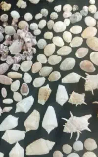 صدف دریایی
