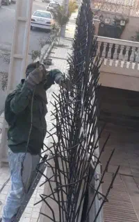 حفاظ شاخ گوزنی