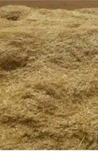 کاه عدس