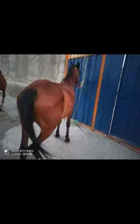 خریدو فروش اسب 35