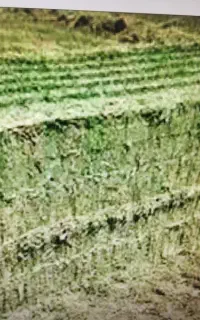 فروش یونجه حدودا ۴۰ عدد پرس