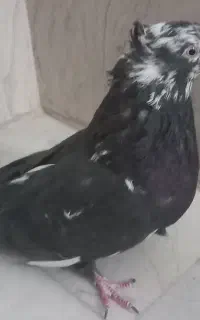 اصفهانی