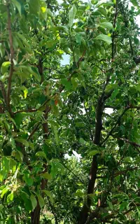 باغ روبروی شرکت پارس سوئیچ دیزج آباد