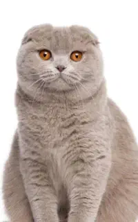 گربه اسکاتیش