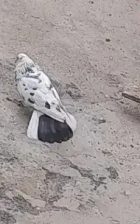 کفتر باخت رفته