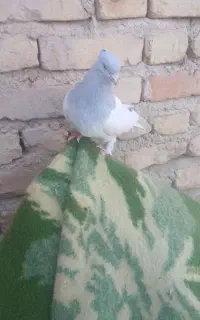 کفتر