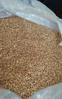 گندم ساجی و ریژاو