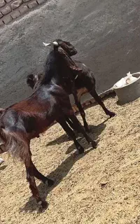 بز پاکستانی نر بز