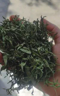 ترخون نعنا شنبلیله خشک