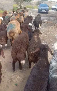 تعداد ۳۰ راس میش افشاری بره دار