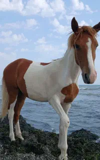 اسب مادیون گمشده
