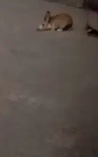 خرگوش نر