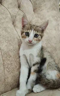 واگذاری رایگان بچه گربه