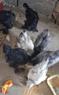 جوجه امپراطور برهما