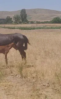 ۳ عدد اسب