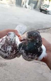 کبوتر نر