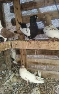فروش پنج عدد کبوتر رنگی