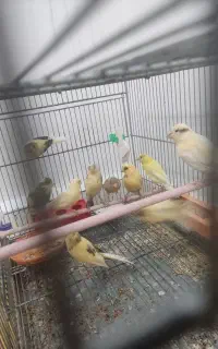 جوجه قناری
