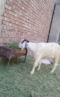 بز پر شیر جوان