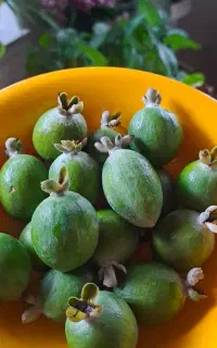 کاشت تابستانه نهال استوایی