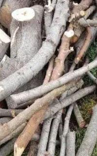 خریدار چوب شما