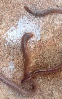 کرم خاکی زنده