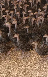 جوجه بوقلمون محلی/گوشتی/دومنظوره