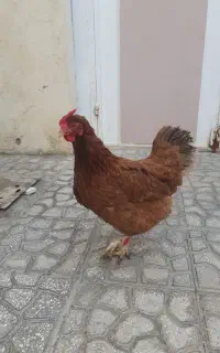مرغ سالم  .یه ساله