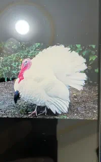 بوقلمون