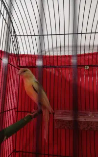 قناری نر ماده جفت